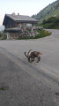 Bouquetin venu sur le parking