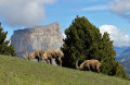 Bouquetins et mont Aiguille