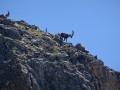 Bouquetins habitués de la Pointe de Confolens