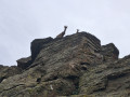 Ibex
