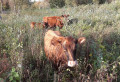 Au bord de l'Eure en Val-de-Reuil