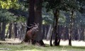 Brame du cerf en Grésigne