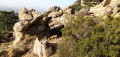 Brebis Corse Brebis Corse