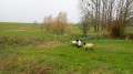 Brebis et compagnies