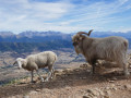 Brebis et bouc