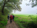 Brume