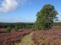 Nordheide mit Brunsberg