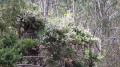 Bruyère blanche