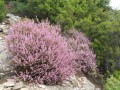Bruyère en fleurs Bruyère en fleurs