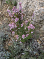 Bruyère en fleurs