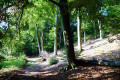 Buchenwald im Naturpark Barnim