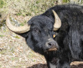 Buffle su le Larzac