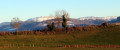 Burcin