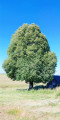 Grand arbre isol&eacute;