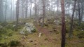 Art rupestre en Forêt de Fontainebleau