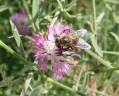 bzzz bzzz