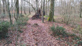 Cabane dans la forêt