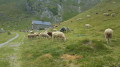 Cabane de berger et son troupeau Cabane de berger et son troupeau