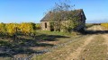 Cabane de vignes
