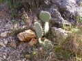 cactus cactus