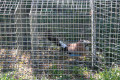 Cage de piégeage du CNRS