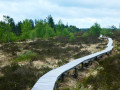 La fagne de Malchamps et le ruisseau du Roannay