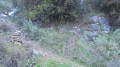 Cairn (avant le mur de pierres) début sentier à gauche pour accéder à la falaise.