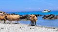 Cala genovese