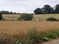 Camels in Warwickshire