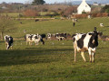 Campagne paisible