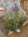 Campanule à grandes fleurs