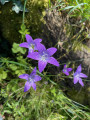 Campanule étalée