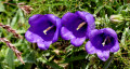 Campanules ? Campanules ?