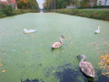 En bordure du canal de Nimy à Peronnes