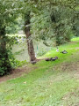 Ducks by the pond