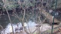 Canards