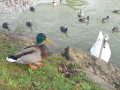 Canards et cygnes sur la Touvre