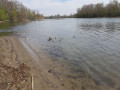 Canards sur la Garonne