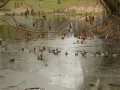 Canards