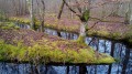 De Bois-le-Roi à Boissise-le-Roi par la Mare aux Évées De Bois-le-Roi à Boissise-le-Roi par la Mare aux Évées