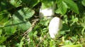 Caprinus comatus