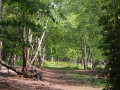Captains Wood, Sudbourne