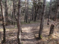 Carrefour dans le Bois de Ranguis Carrefour dans le Bois de Ranguis