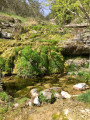 Cascade de verdure ... Cascade de verdure ...