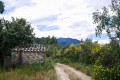Casot, piste, genêts en fleur
