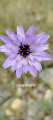 catananche
