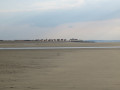 De Cayeux au Hourdel, retour par la mer et les phoques à marée basse De Cayeux au Hourdel, retour par la mer et les phoques à marée basse