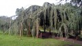 L'Arboretum de la Vallée aux Loups