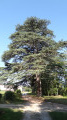 Cèdre près du château de Louan