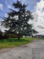 Cèdre
